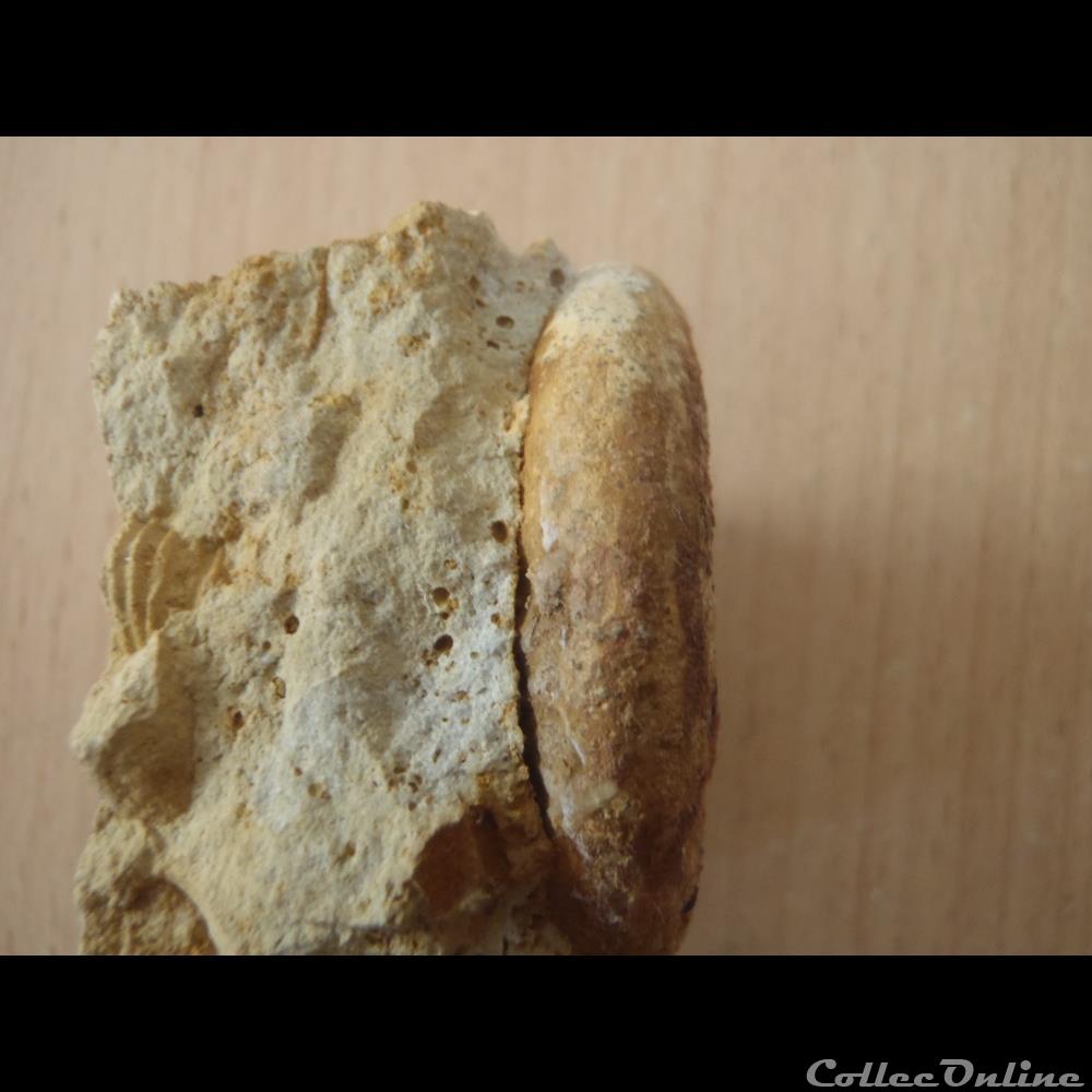 coquillage fossile invertebre choffatia isabellae