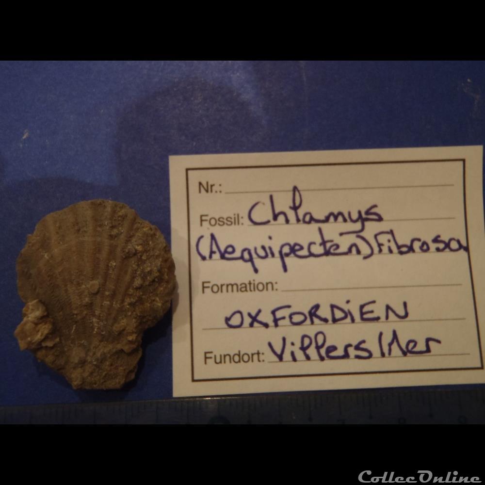 coquillage fossile invertebre chlamys aequipecten fibrosa