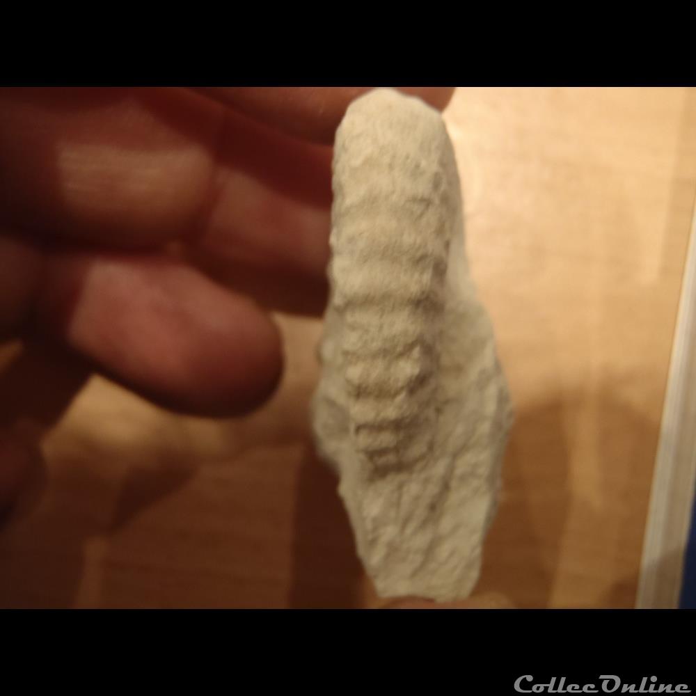 Mantelliceras mantelli coquillage fossile mantelliceras mantelli