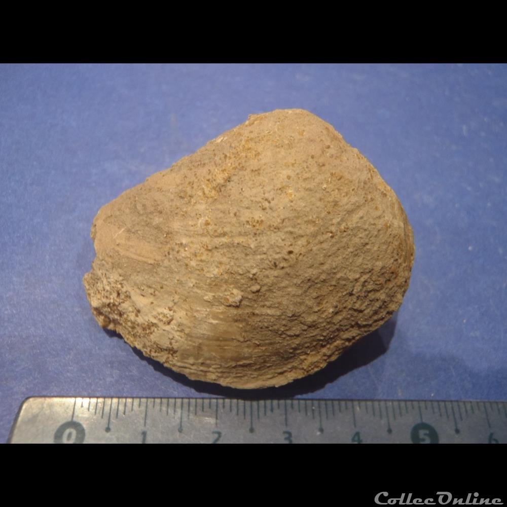 coquillage fossile invertebre bivalve indetermine
