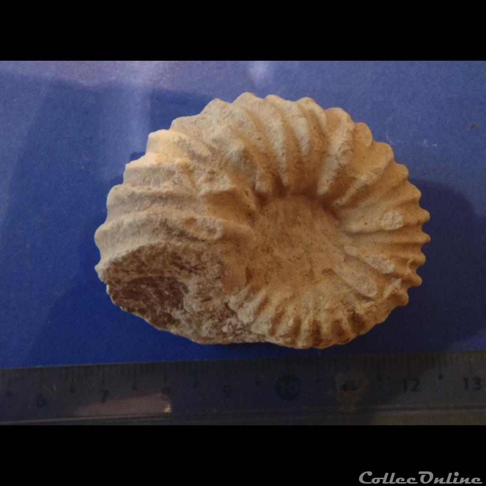 coquillage fossile invertebre calycoceras