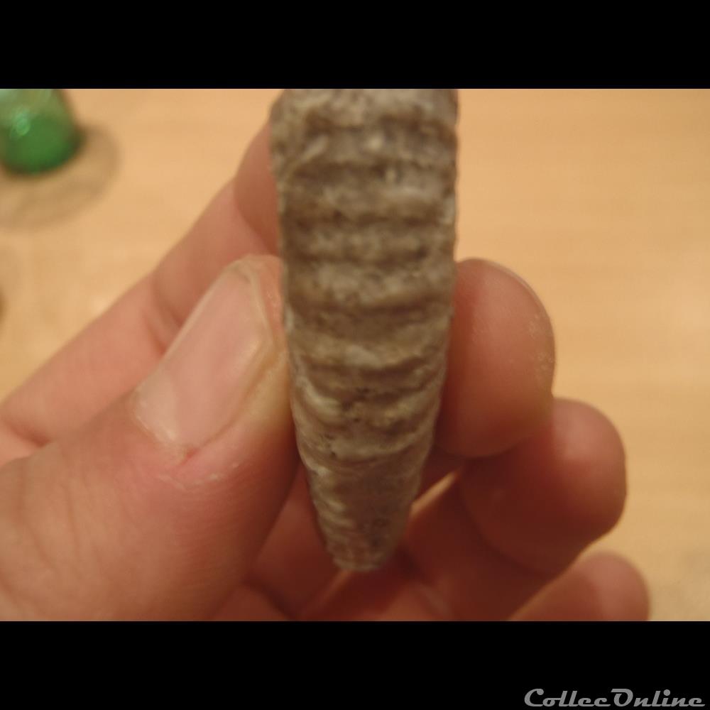 Protanisoceras nodosum 2 coquillage fossile invertebre protanisoceras nodosum