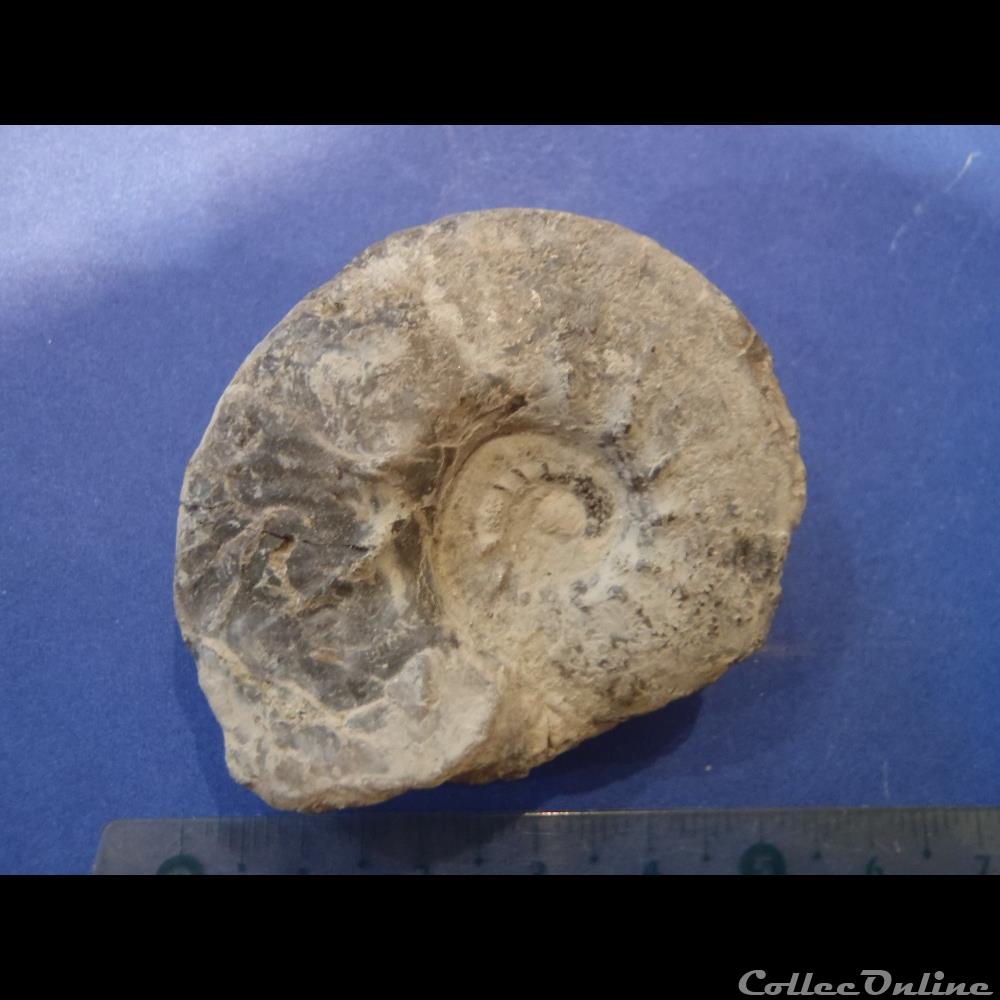 Ammonite indéterminée 15 coquillage fossile ammonite indeterminee 15