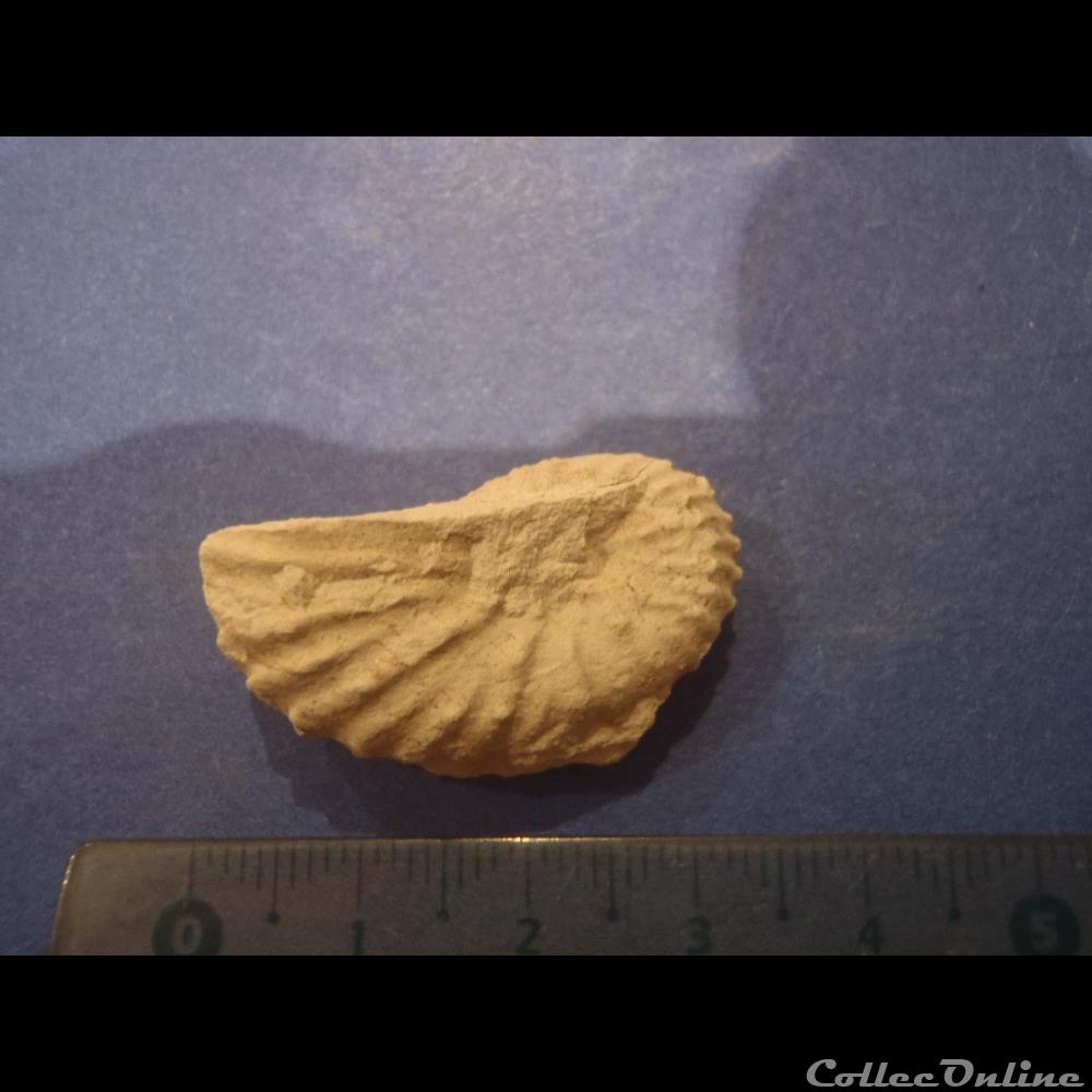 Mantelliceras mantelli coquillage fossile invertebre mantelliceras mantelli