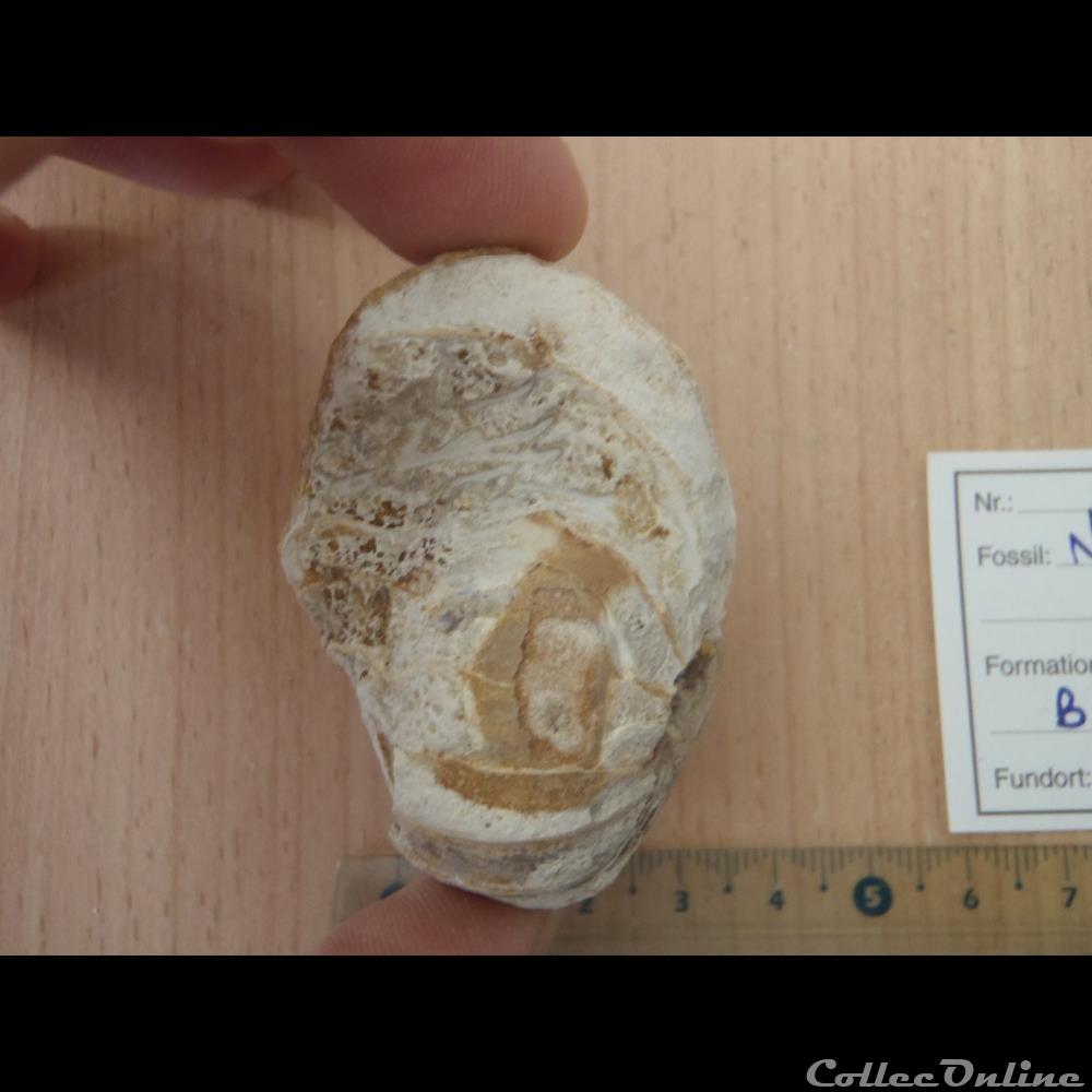 Nautile indéterminé 3 coquillage fossile nautile indetermine