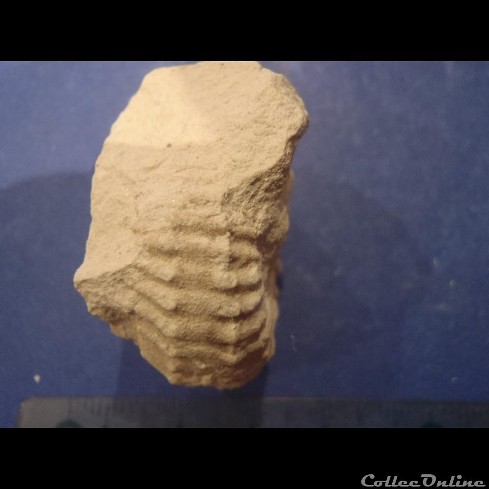 Mantelliceras mantelli 2 coquillage fossile invertebre mantelliceras mantelli
