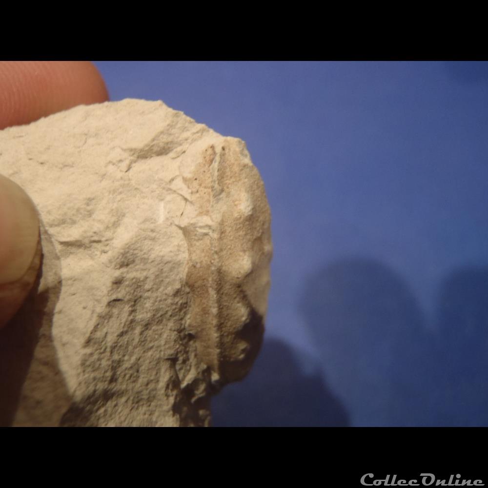Schloenbachia varians 2 coquillage fossile invertebre schloenbachia varians