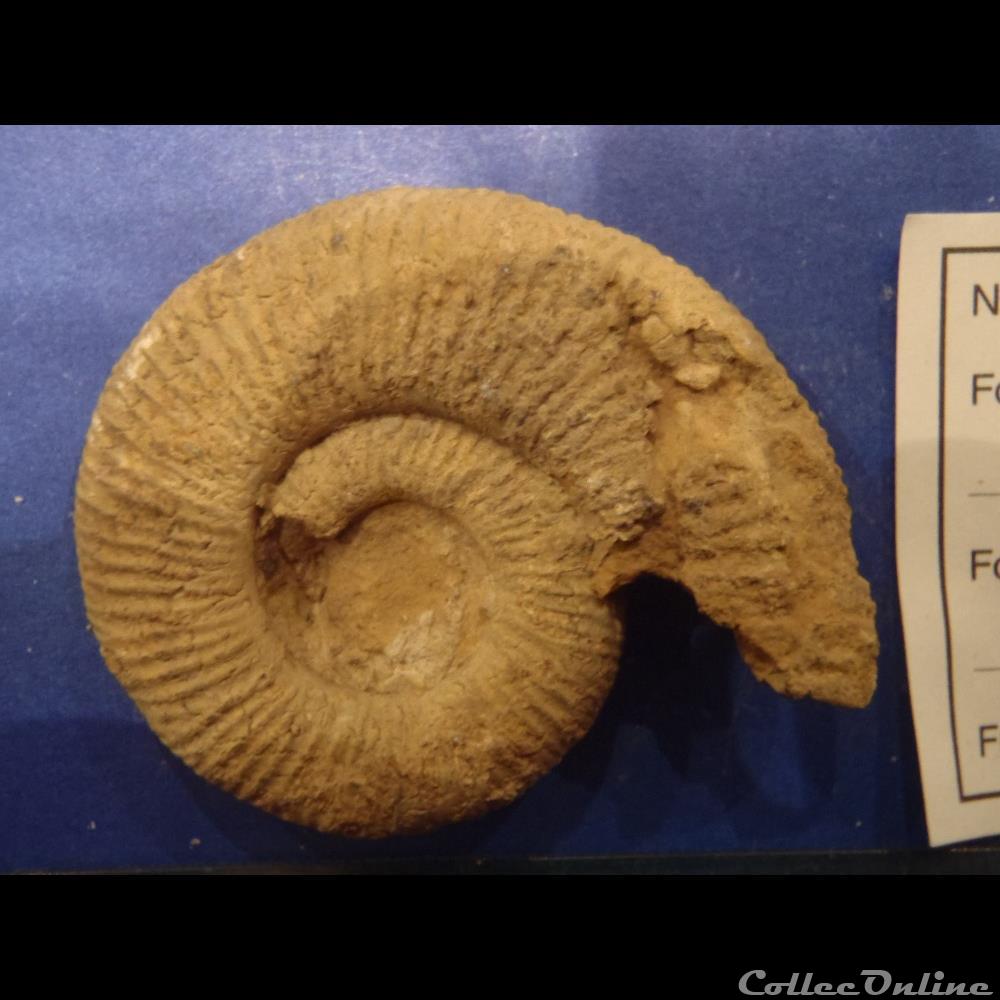 Perisphinctes sp. 2 coquillage fossile invertebre perisphinctes sp