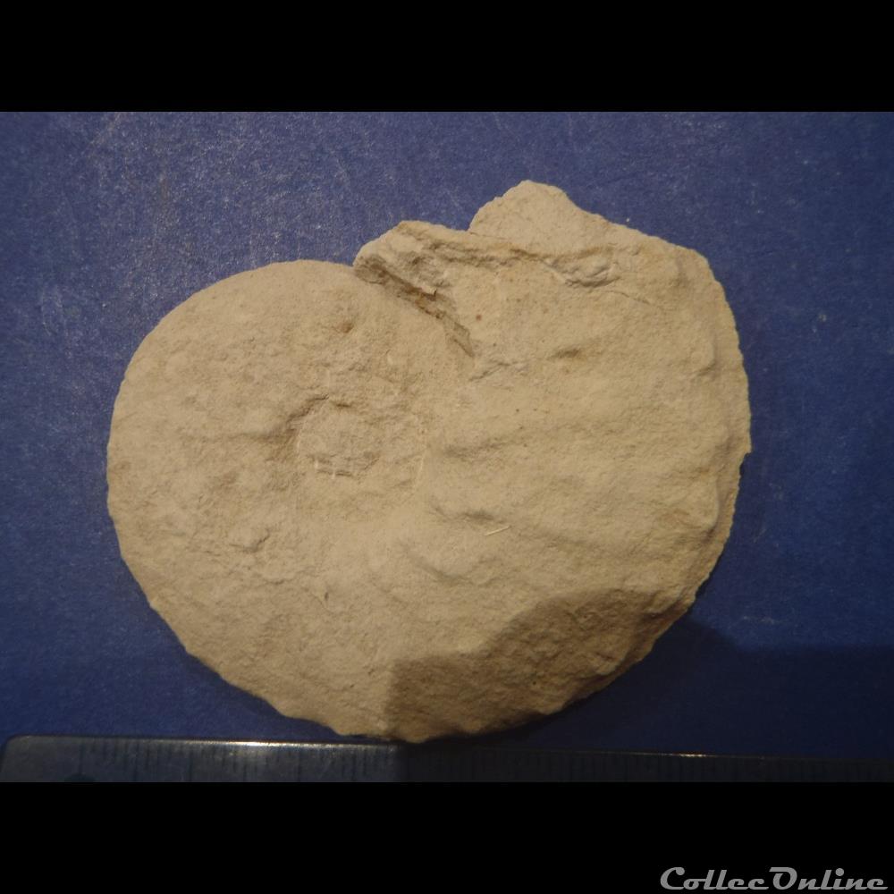 Schloenbachia varians coquillage fossile invertebre schloenbachia varians