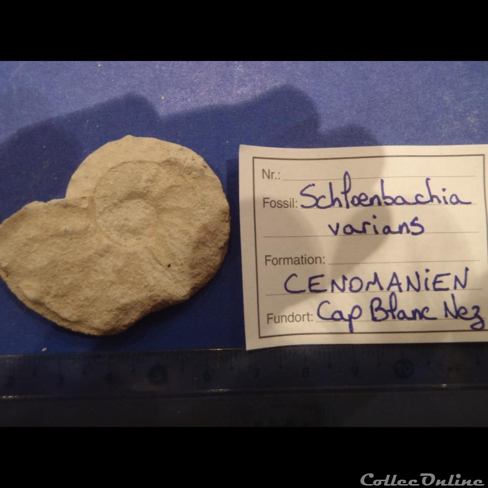 Schloenbachia varians coquillage fossile invertebre schloenbachia varians