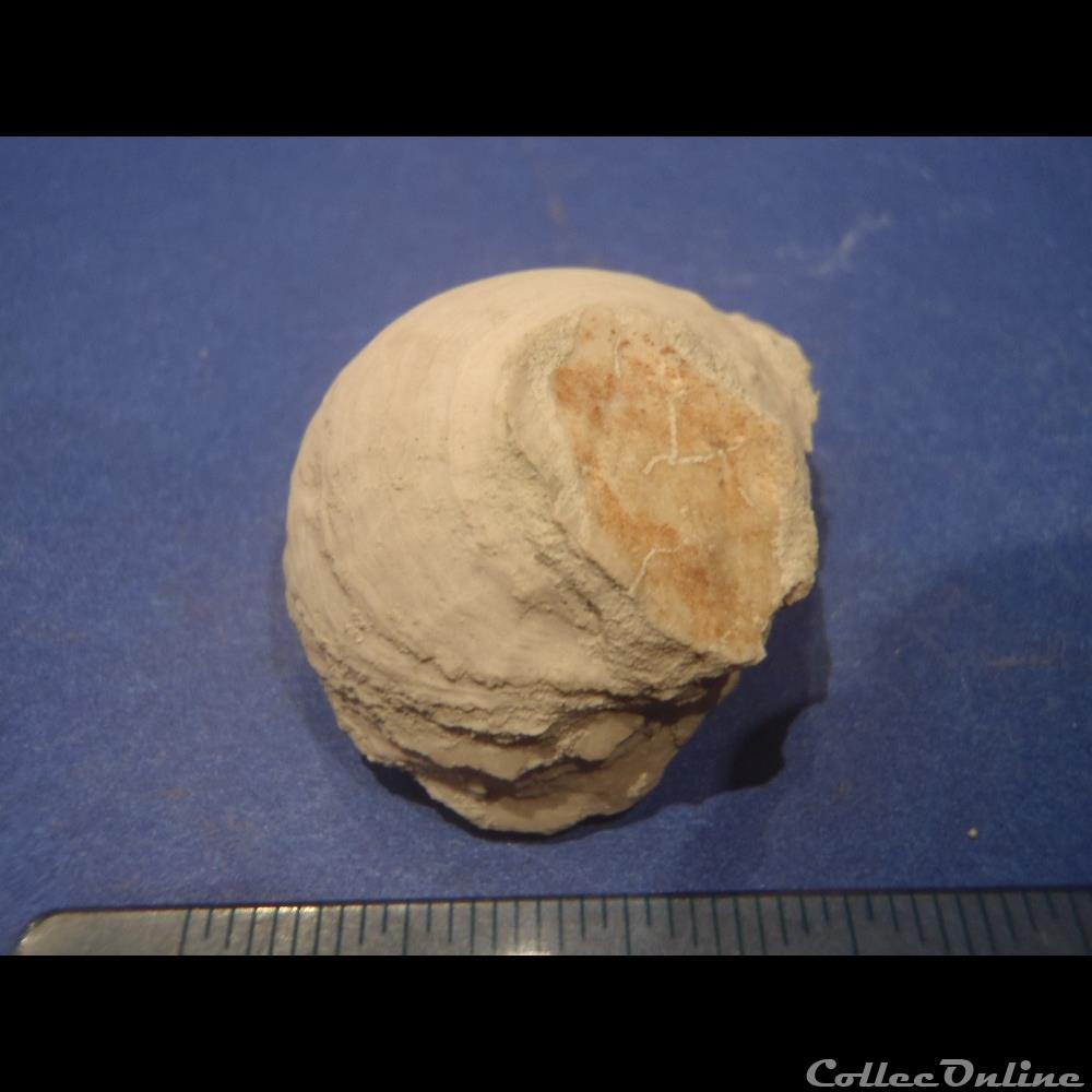 Indéterminé coquillage fossile invertebre indetermine