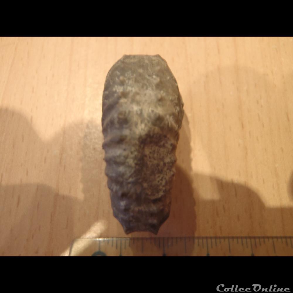 Mantelliceras mantelli 2 coquillage fossile invertebre mantelliceras mantelli