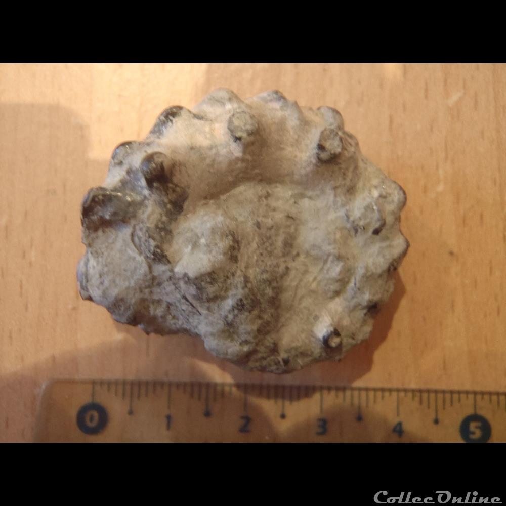 Ammonite indéterminée 6 2 coquillage fossile invertebre ammonite indeterminee 6
