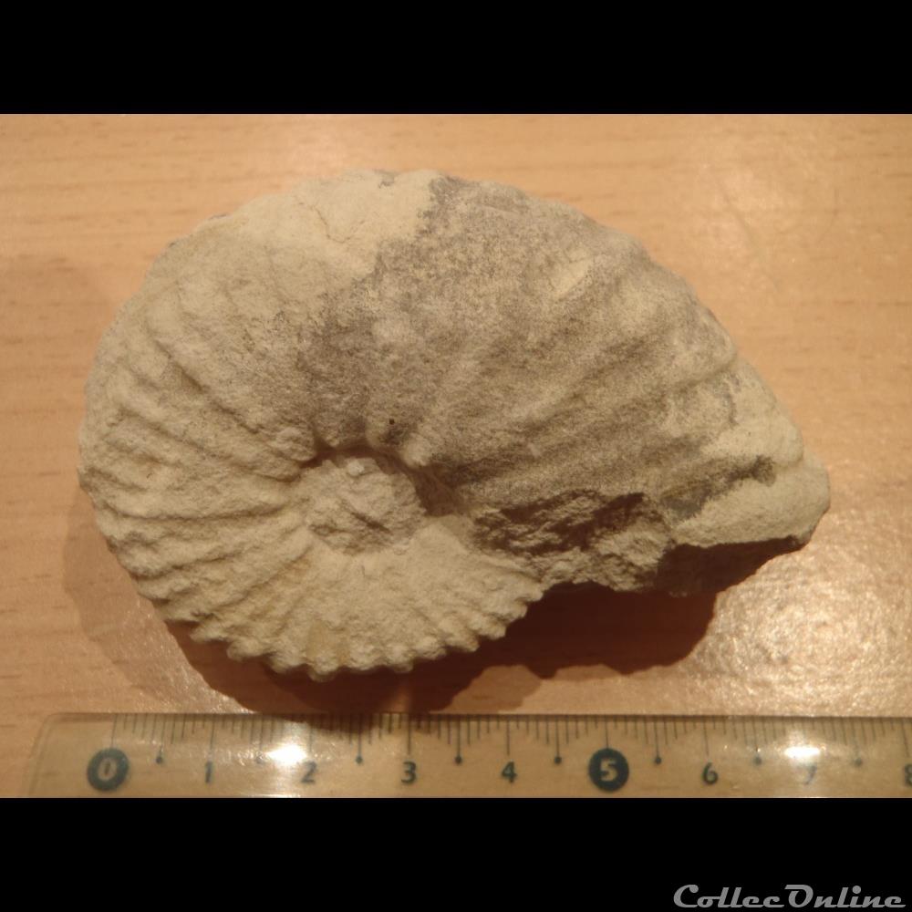 Mantelliceras mantelli coquillage fossile invertebre mantelliceras mantelli