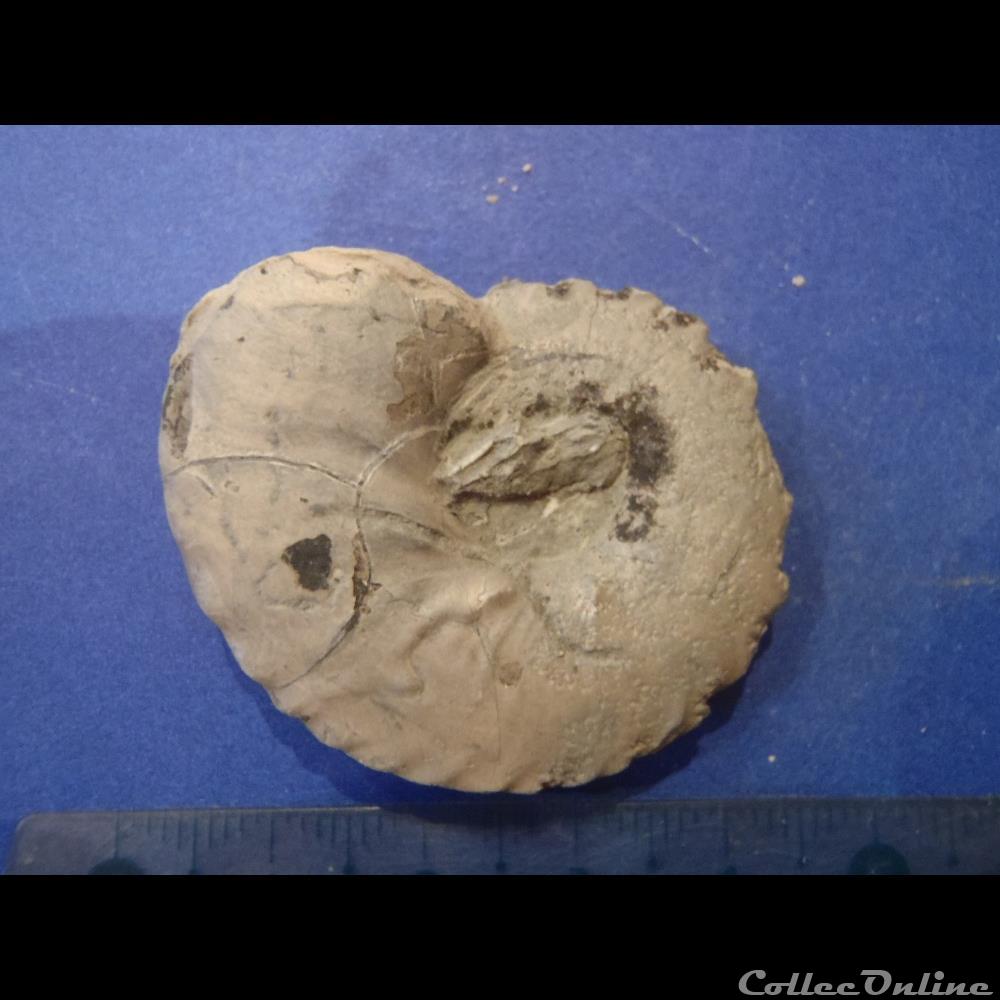 Ammonite indéterminée 13 3 coquillage fossile invertebre ammonite indeterminee 13