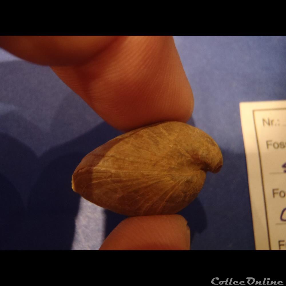 coquillage fossile invertebre caryona saemanni