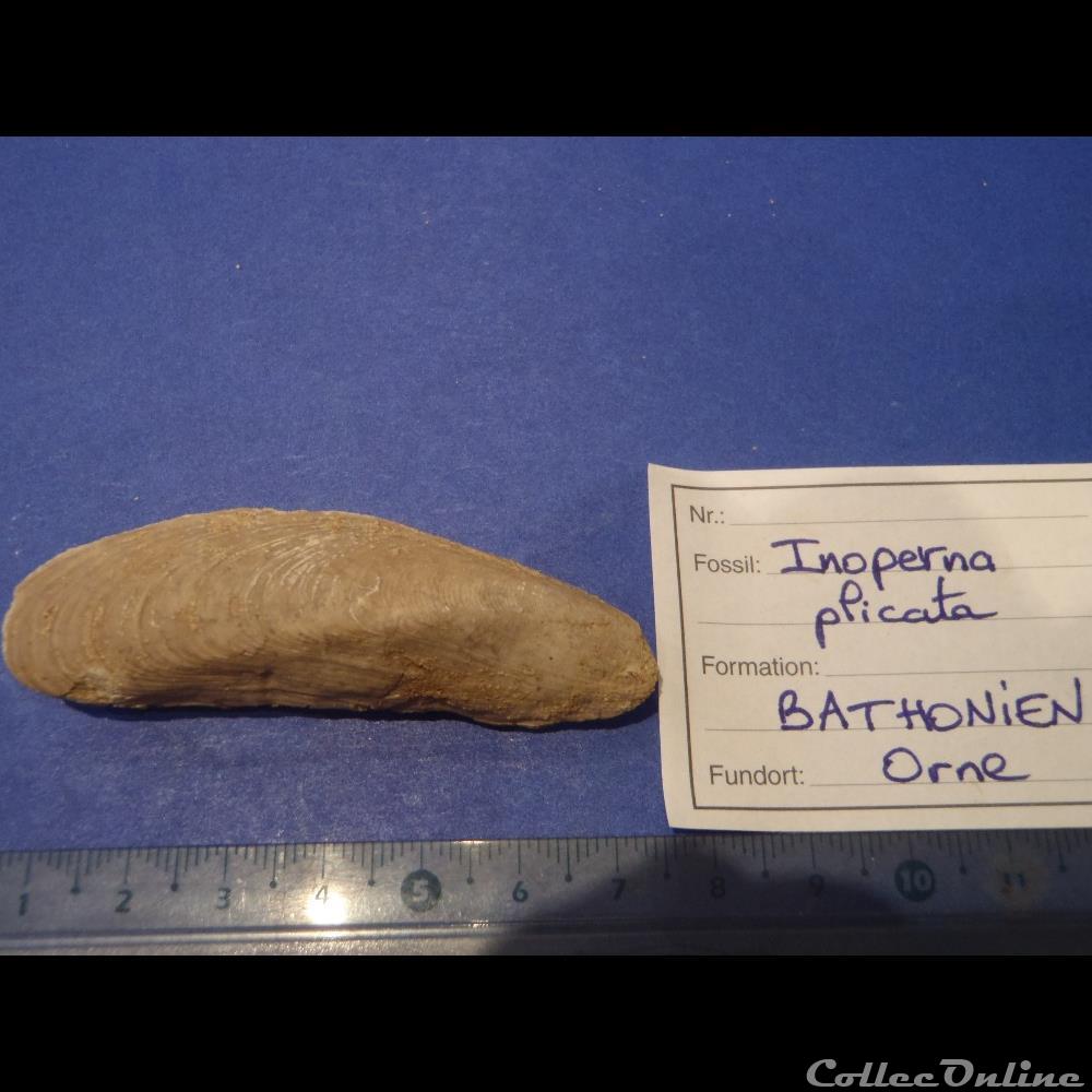 Inoperna plicata coquillage fossile invertebre inoperna plicata