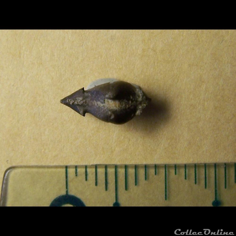 bivalves indéterminés coquillage fossile invertebre bivalves indetermines