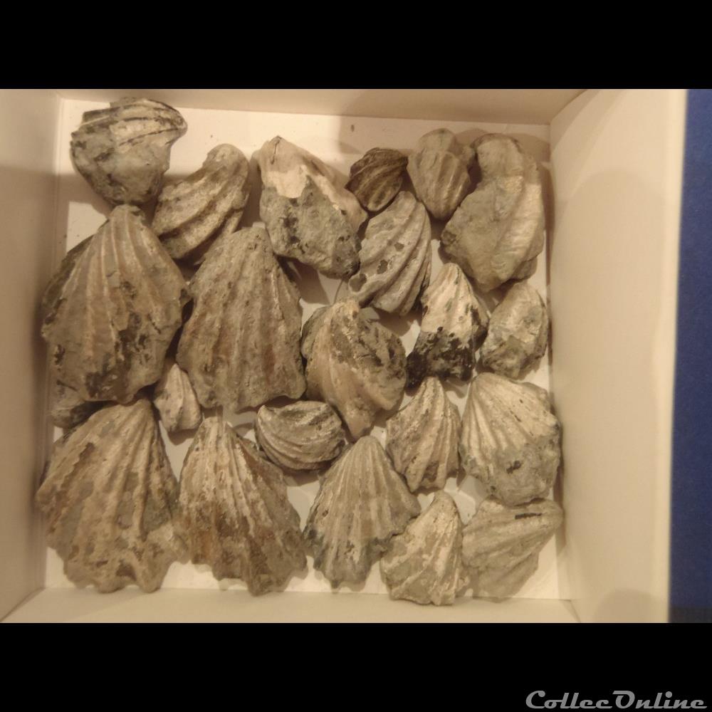 Inoceramus sulcatus 5 coquillage fossile invertebre inoceramus sulcatus 5