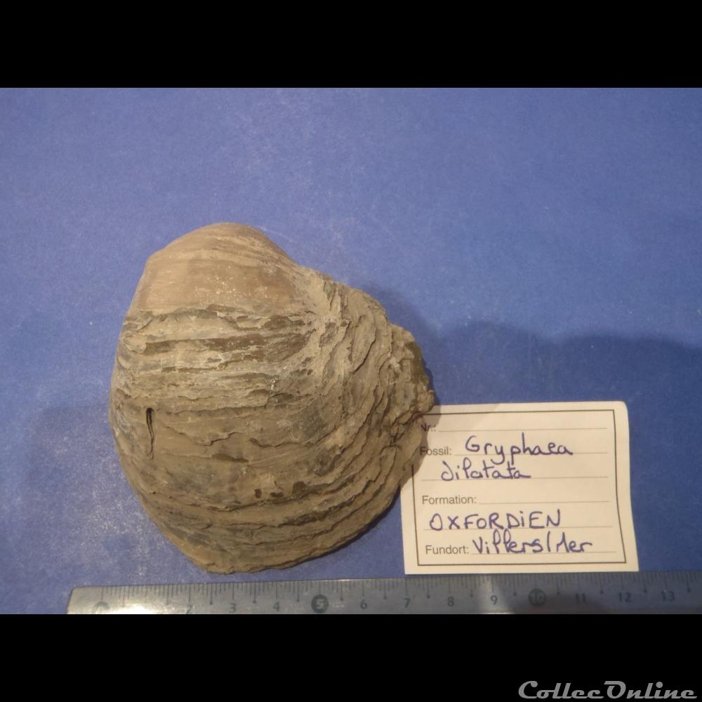 Gryphaea dilatata coquillage fossile invertebre gryphaea dilatata