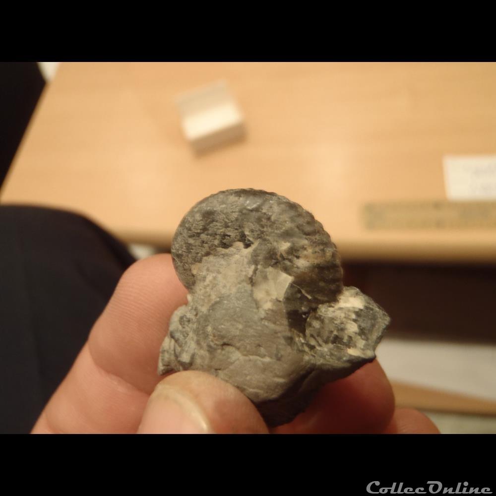coquillage fossile invertebre anahoplites planus 4
