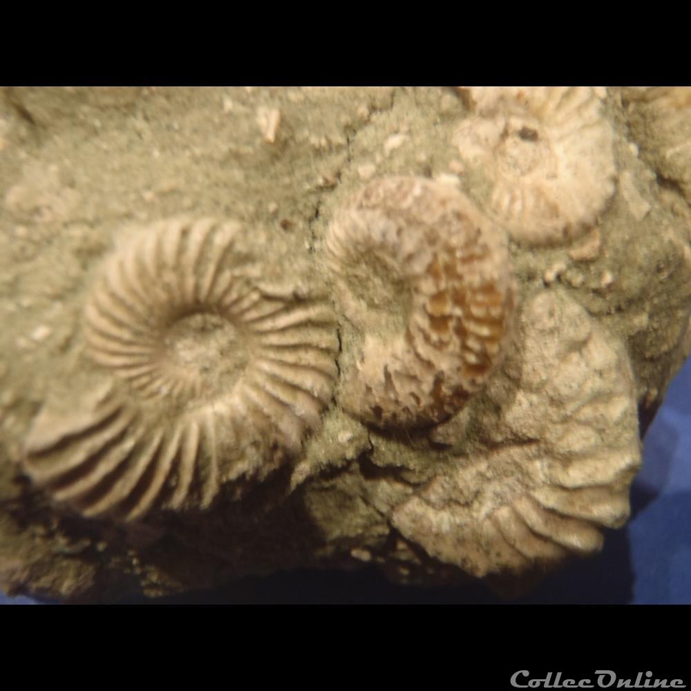 coquillage fossile invertebre bloc divers