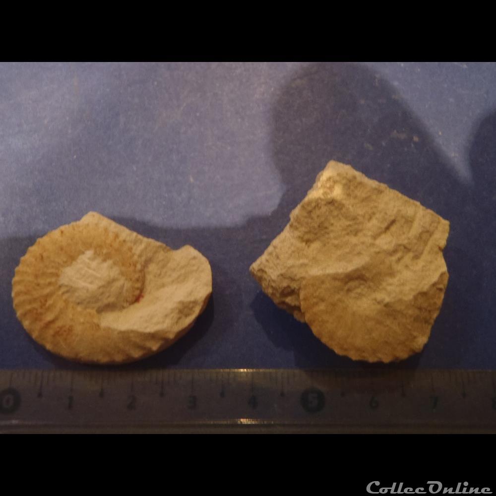 Schloenbachia varians coquillage fossile invertebre schloenbachia varians