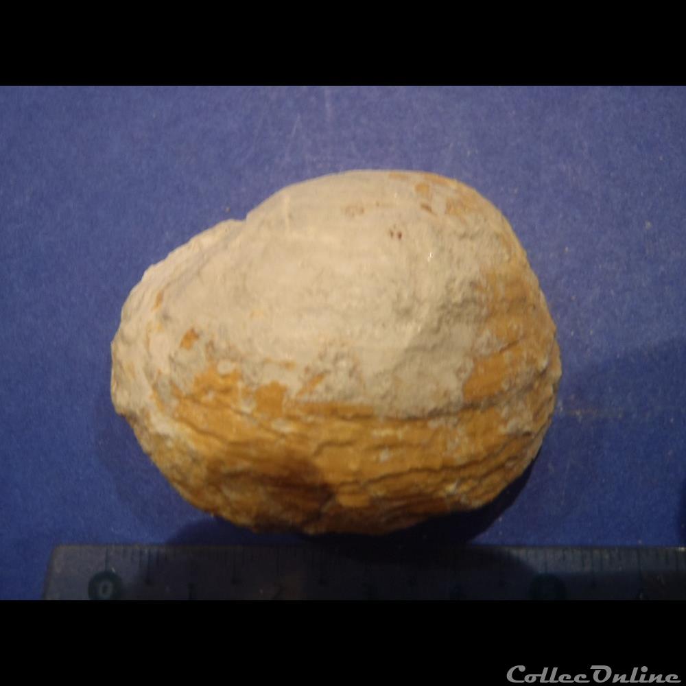 Indéterminé coquillage fossile invertebre indetermine