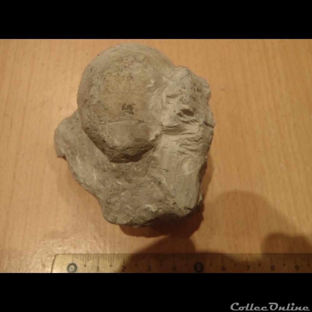 Nautile indéterminé coquillage fossile nautile indetermine