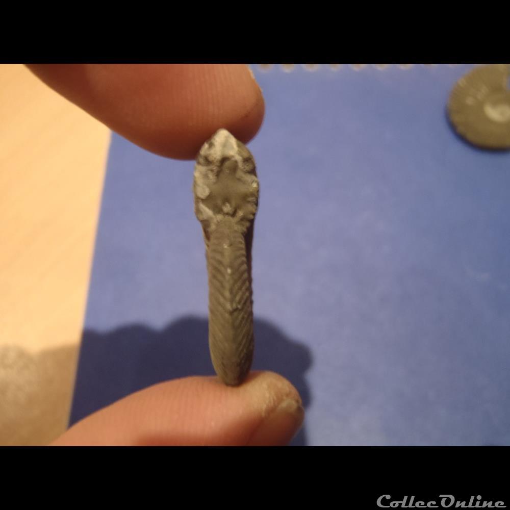 Indéterminé 2 coquillage fossile invertebre indetermine