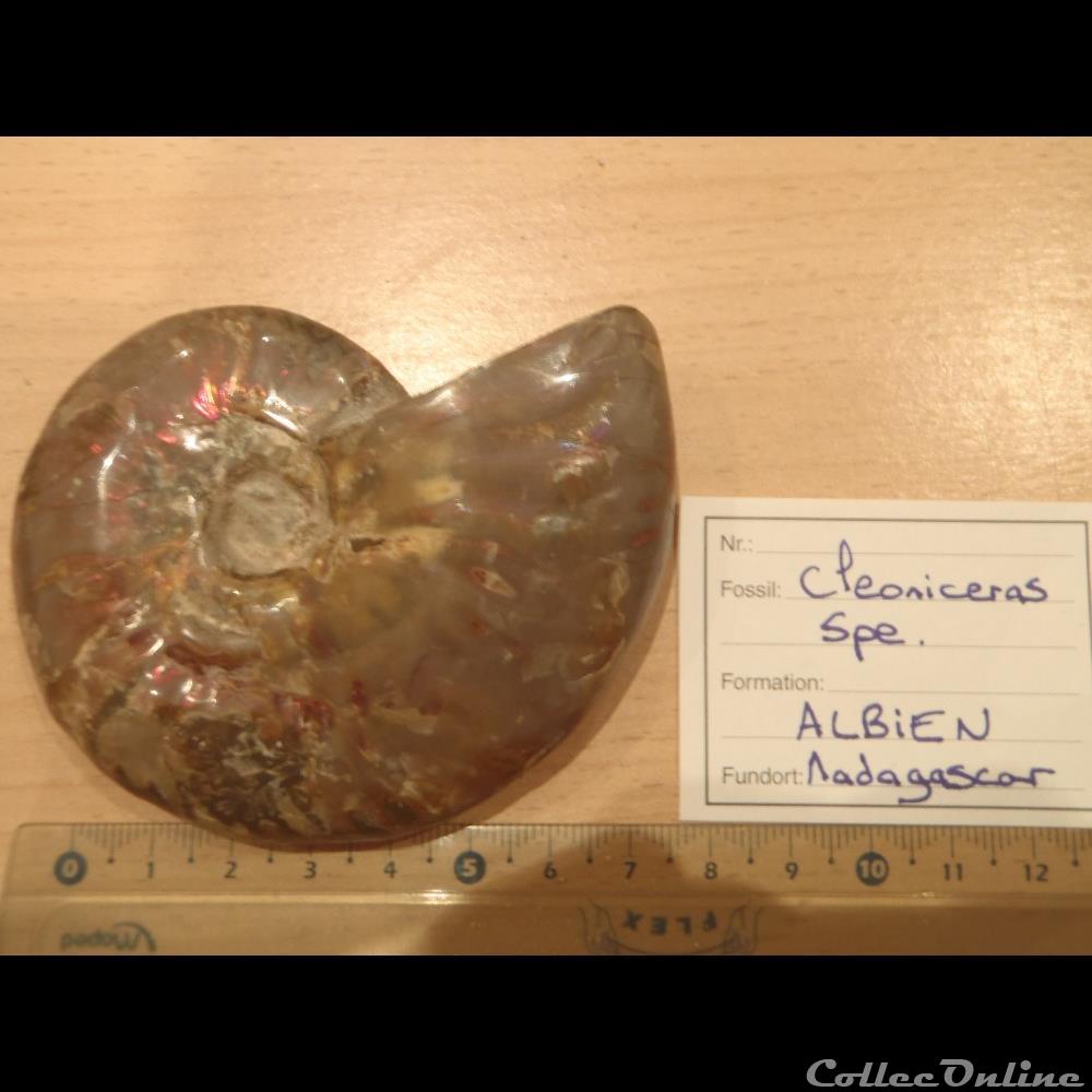 coquillage fossile invertebre cleoniceras sp