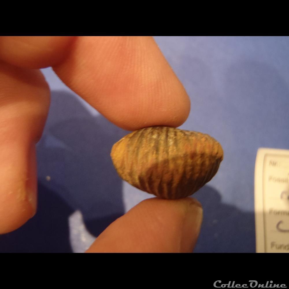 coquillage fossile thorquirynchia royeriana