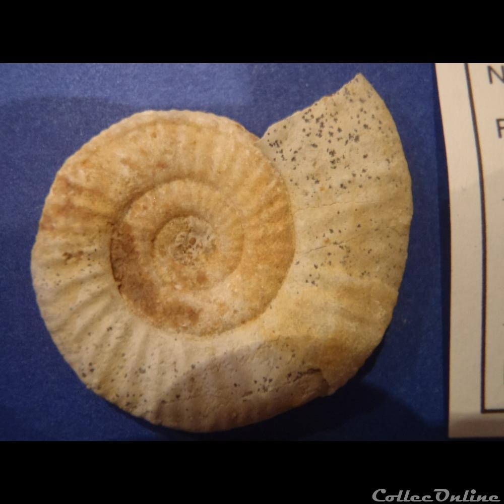 coquillage fossile invertebre choffatia sp