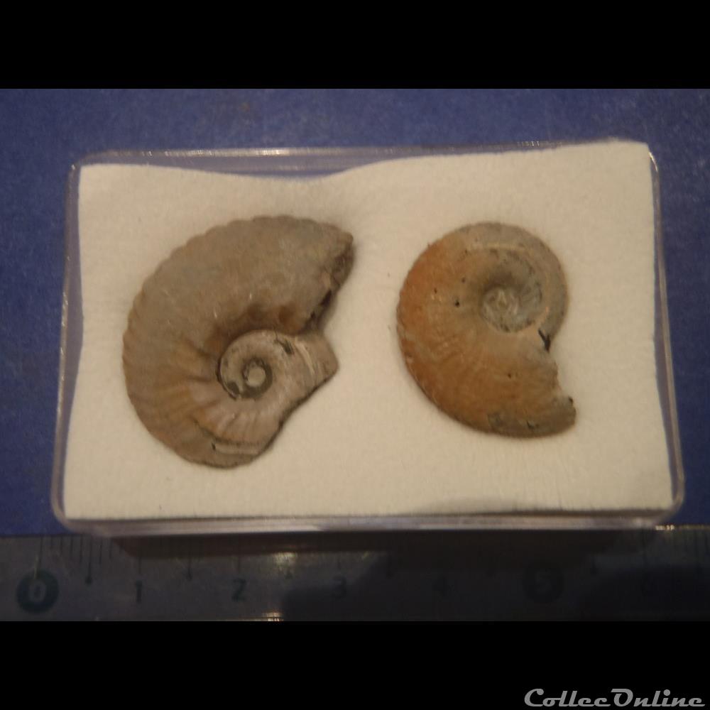 Anahoplites coquillage fossile invertebre anahoplites