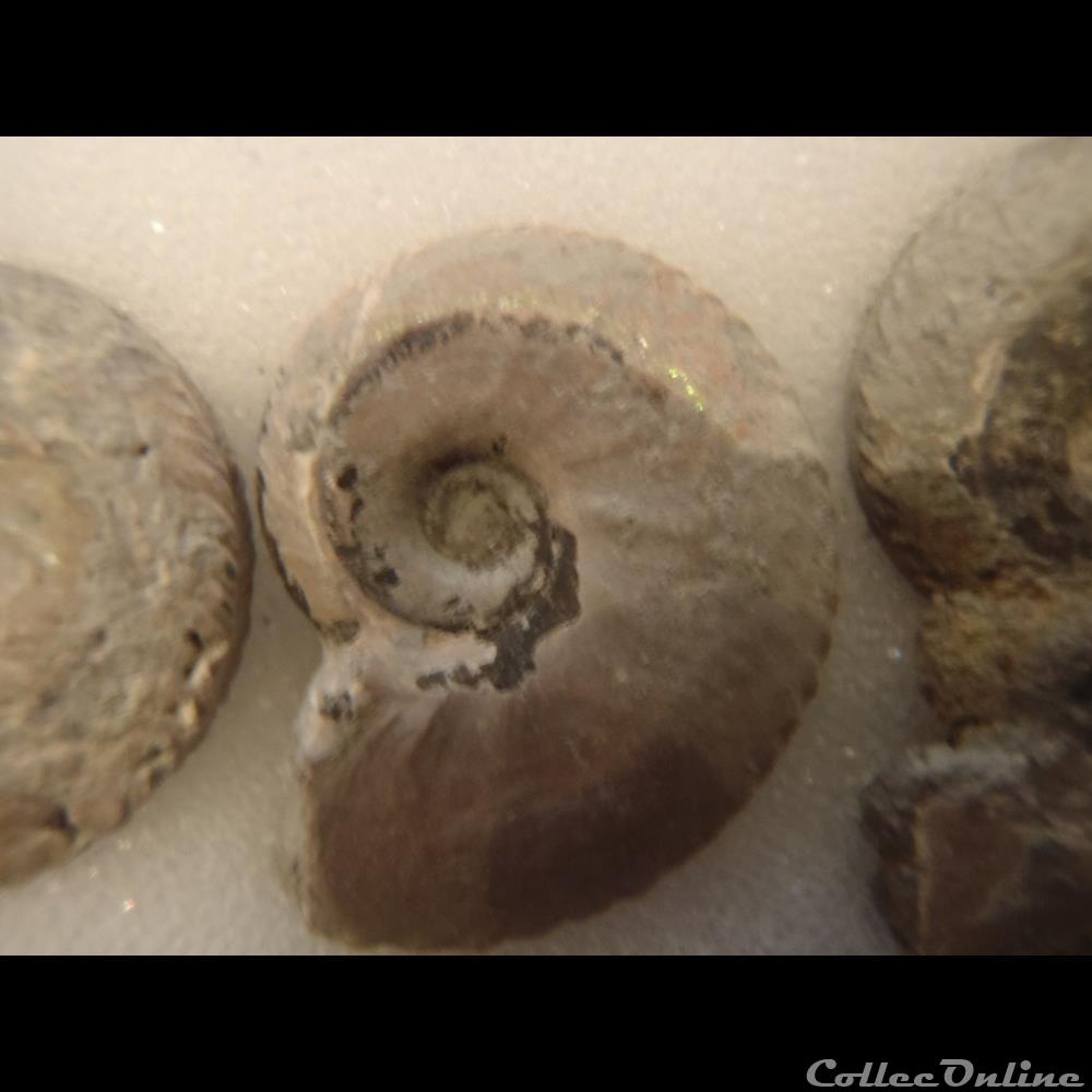 coquillage fossile invertebre anahoplites