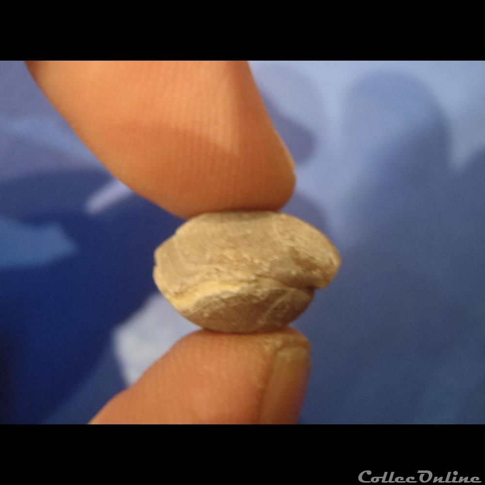 Dictyothyris coartata 4 coquillage fossile invertebre dictyothyris coartata