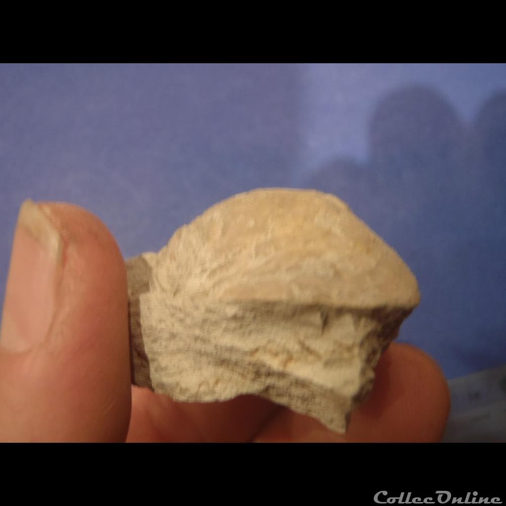 coquillage fossile invertebre indetermine