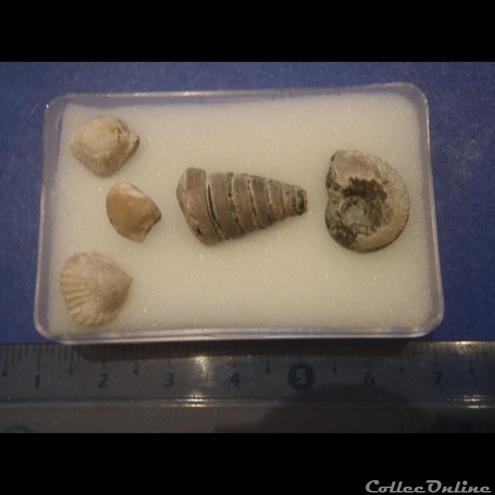Divers coquillage fossile invertebre divers