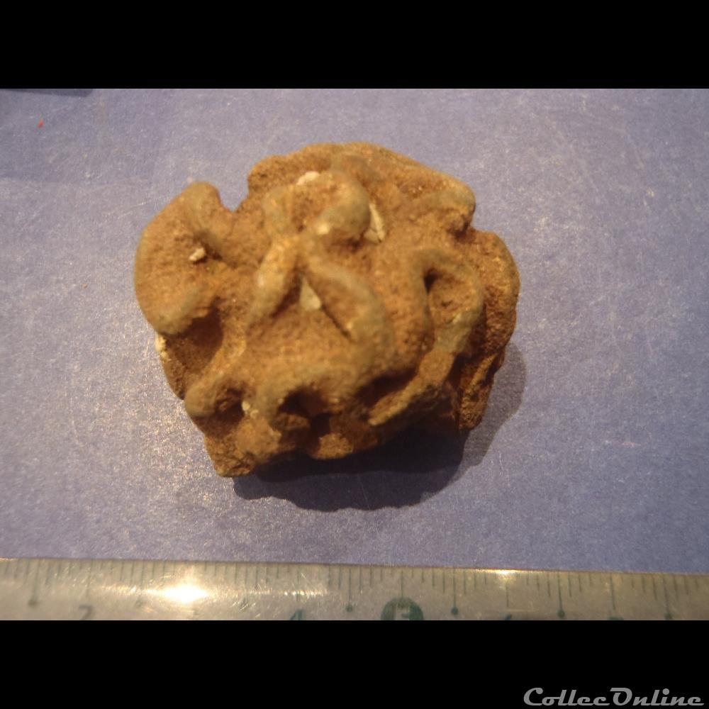 Exanthesis méandrina 2 coquillage fossile invertebre exanthesis meandrina