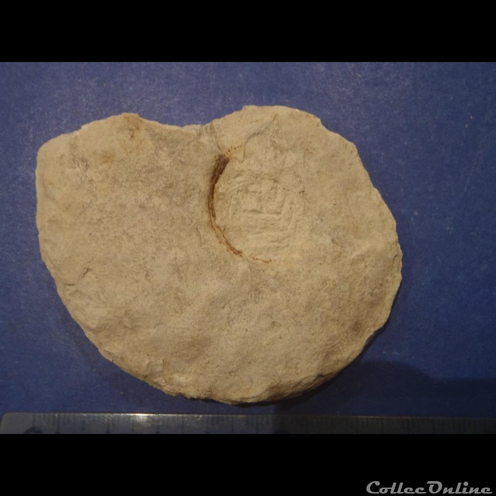 Schloenbachia varians 2 coquillage fossile invertebre schloenbachia varians