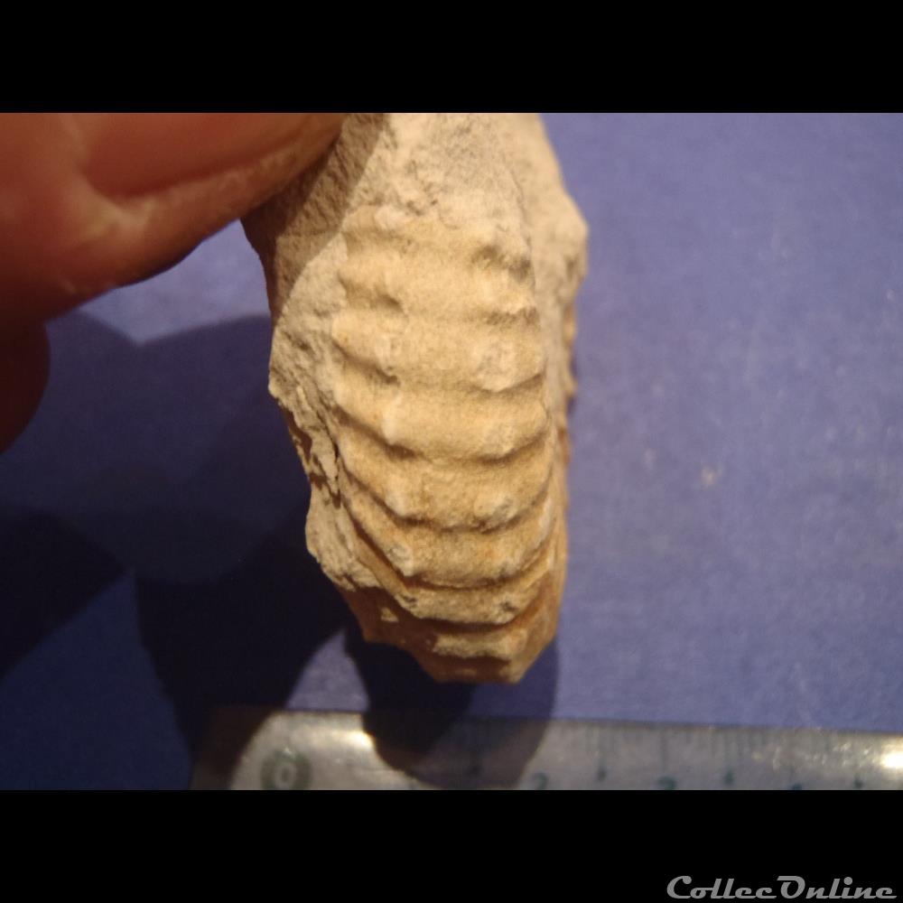 Mantelliceras mantelli coquillage fossile invertebre mantelliceras mantelli