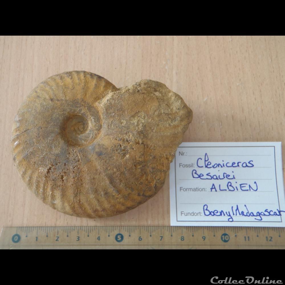 coquillage fossile invertebre cleoniceras besarei 2