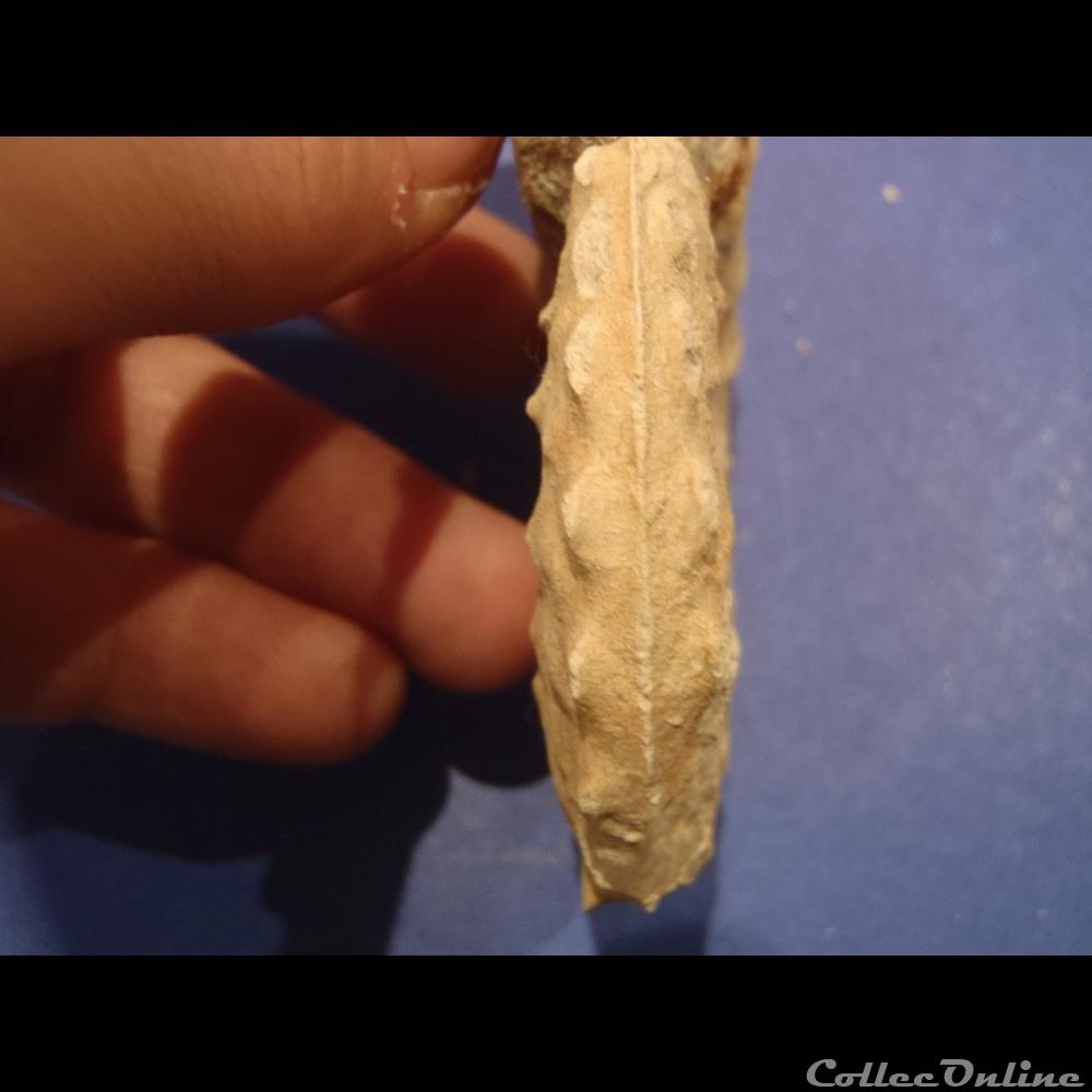Schloenbachia varians 2 coquillage fossile invertebre schloenbachia varians