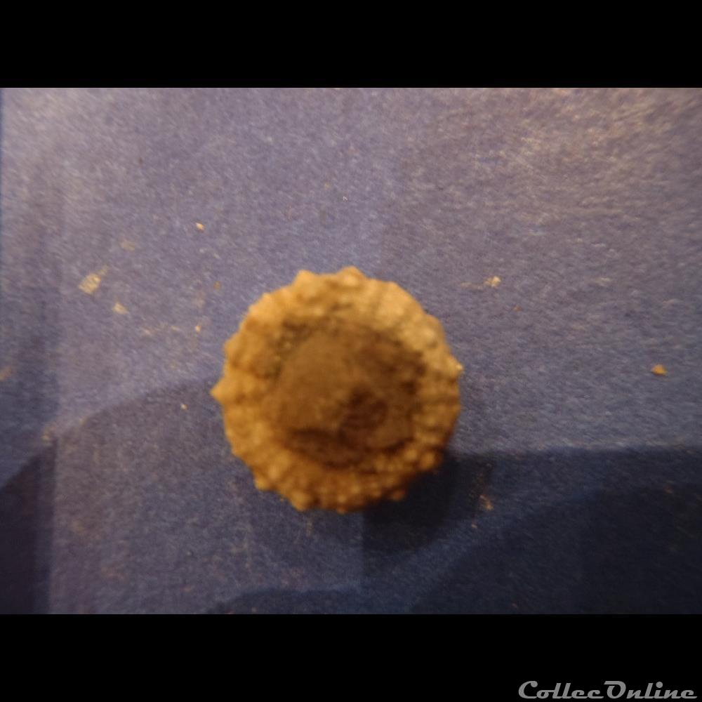 Diplopodia pentagona 2 coquillage fossile invertebre diplopodia pentagona