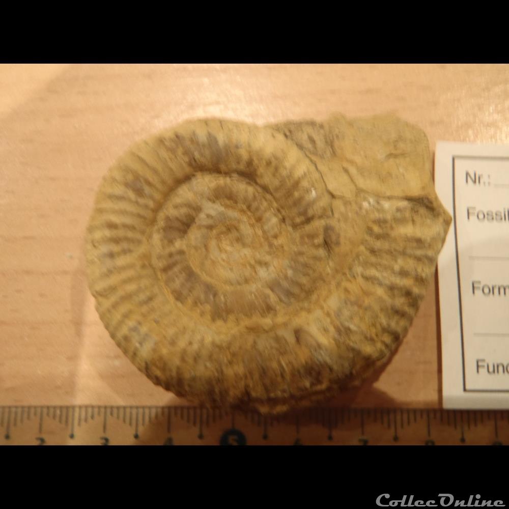 Perisphinctes sp. 3 coquillage fossile invertebre perisphinctes sp
