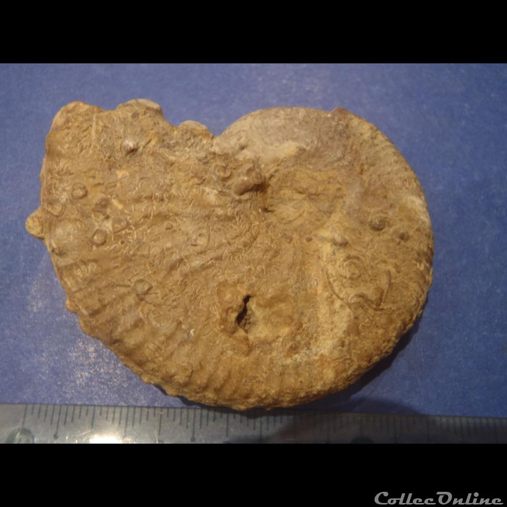 coquillage fossile taramelliceras