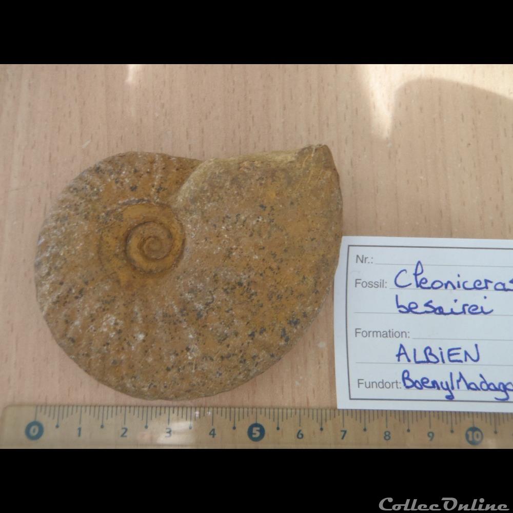 Cleoniceras Besarei Shells Fossils Fossils