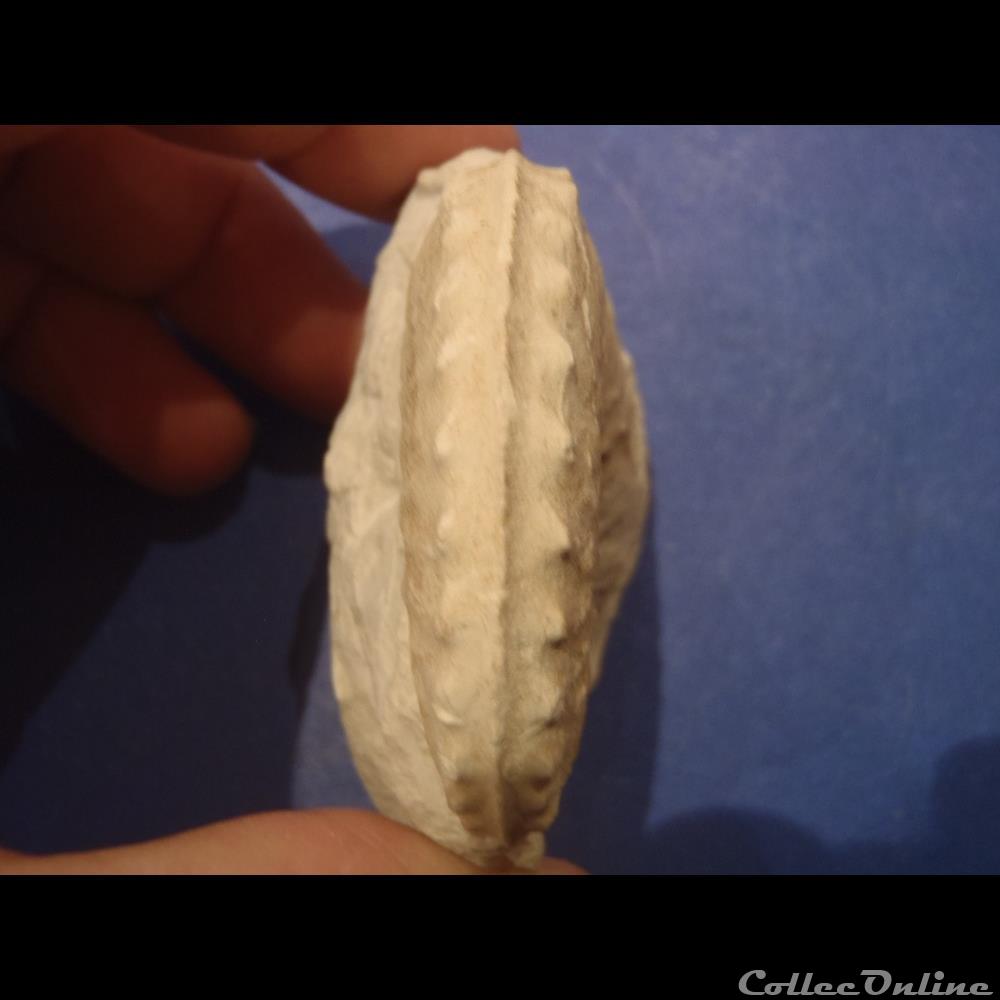 Schloenbachia varians 3 coquillage fossile invertebre schloenbachia varians
