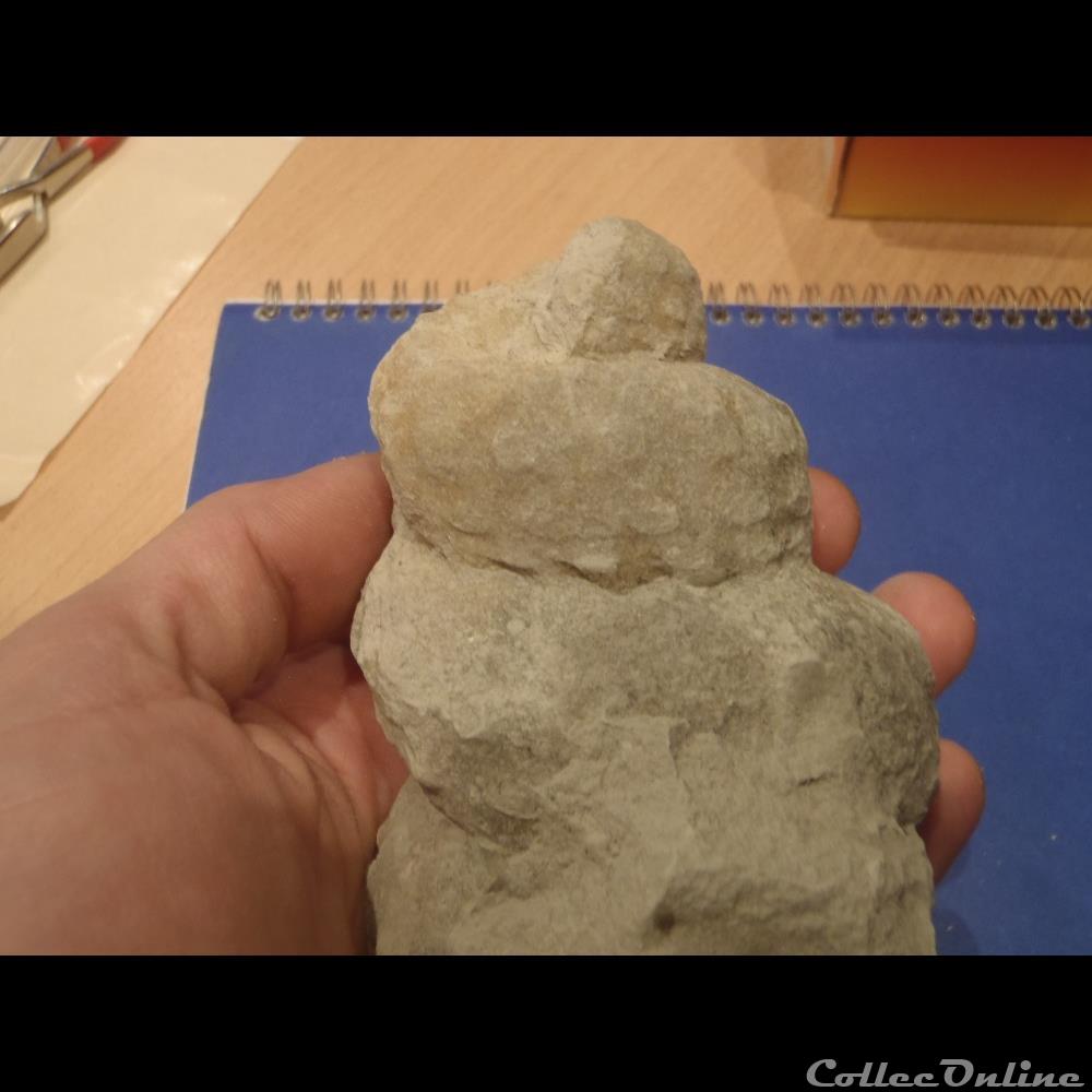 Turrilites sp. 2 coquillage fossile invertebre turrilites sp