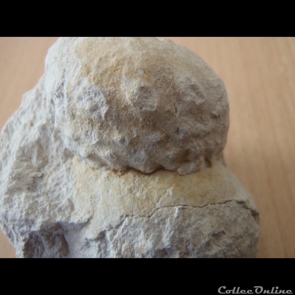 Turrilites sp. coquillage fossile invertebre turrilites sp